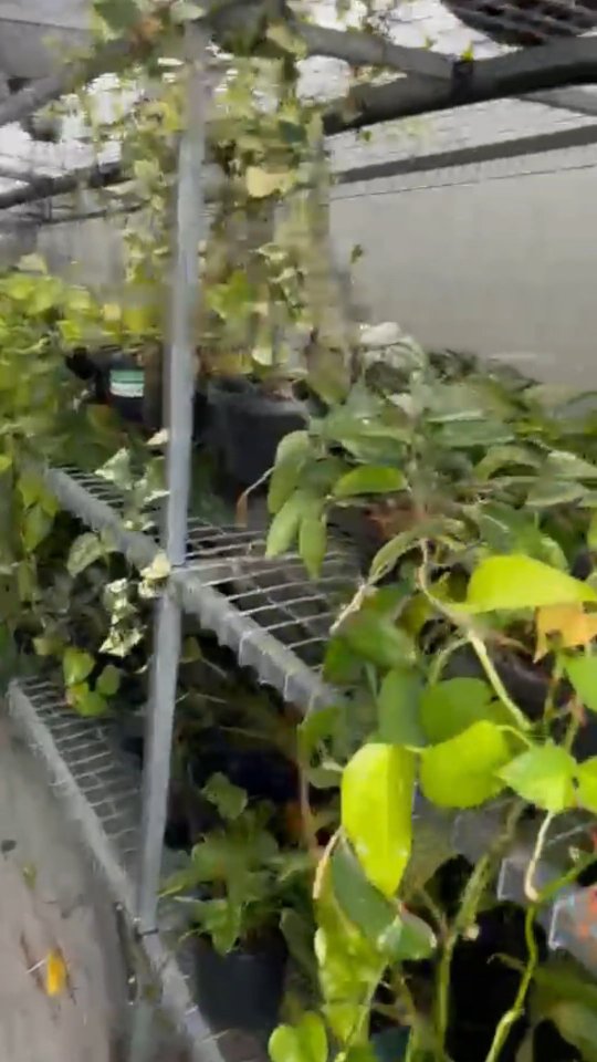 Meet the magic behind our Cape town greenhouse. She pours endless love into every leaf, keeping our sanctuary thriving day after day.🌿
@pascale.jude