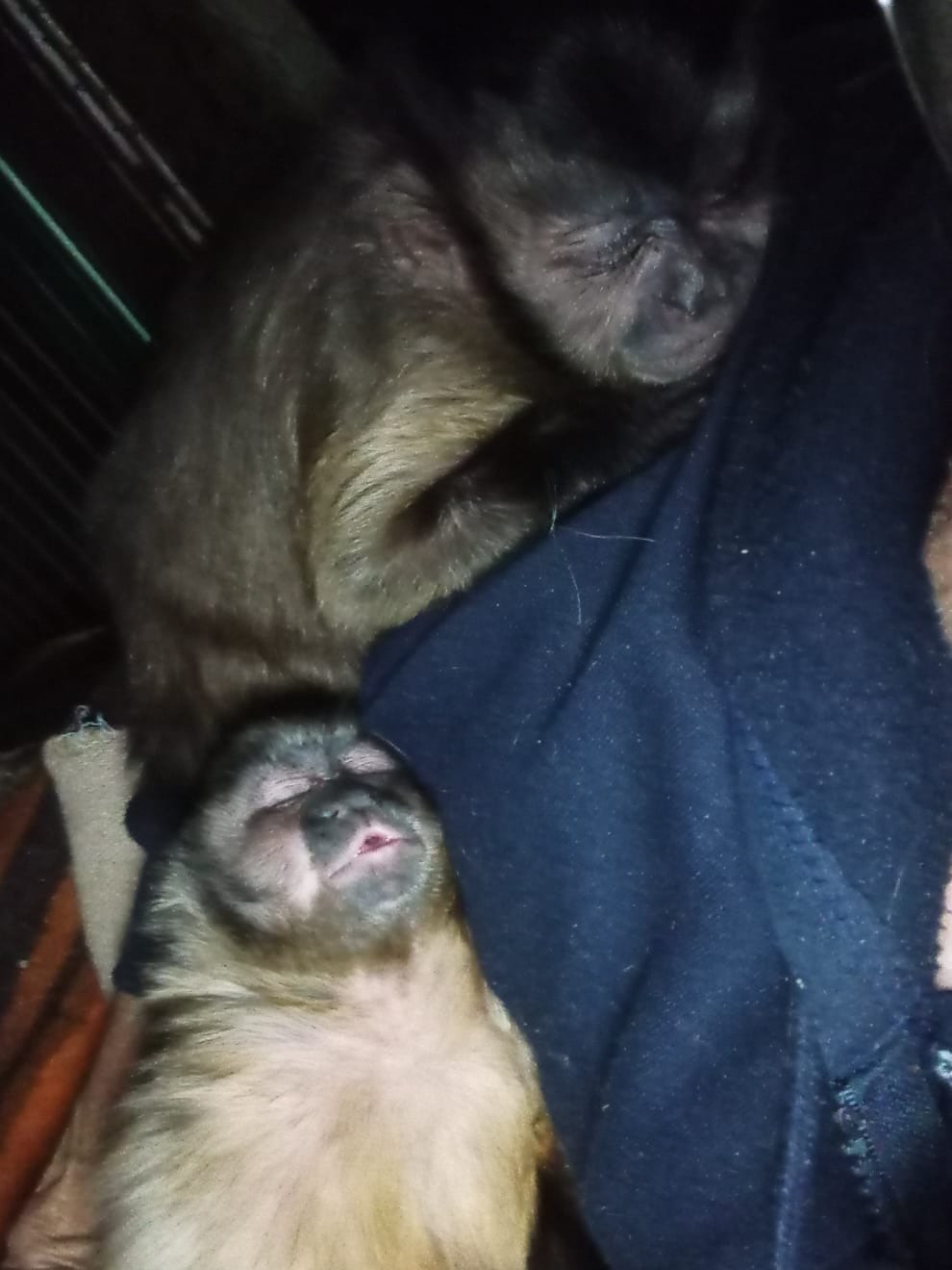 Please visit our website on ways to donate ❤️. IPRescue
🐒 🐒TWO LITTLE LIVES. ONE BIG SECOND CHANCE. ❤️
Apologies for the radio silence, but we have been busy and have some news to share…
We recently took in TWO baby capuchins. 🐒🐒
These beautiful little ones were previously kept as pets — but capuchins are wild animals with complex needs, and life in a human home simply cannot provide what they need to thrive.
They are safe. They are being cared for. And, most importantly, they have each other.
But we need your help to give them the future they deserve.
🏡 We are currently building a new indoor enclosure for them, whilst we also slowly introduce them to a new troop— they will have a safe, secure space where they can climb, explore, forage, play and eventually begin to experience life as capuchins should.
Creating a proper sanctuary enclosure takes time and, unfortunately, a lot of money. From every piece of climbing equipment, every branch, platform, shelter and toys and food.
This is where you can help. 🙏
A donation of any size will help us create their new home and give these two little monkeys the second chance they deserve.
🐒 £5 could help towards enrichment
🌿 £10 could help provide climbing materials
🏡 £25 could help towards their new enclosure
❤️ Every donation, whatever the amount, brings us one step closer.
They didn’t choose to be pets.
Now we get to give them the chance to be monkeys. 🐒🌿
If you’d like to help us build their new home, please consider donating or sharing this post. Every share helps us reach another person who might be able to help.
Welcome to your new life, little ones. ❤️
#PrimateRescue #CapuchinMonkeys #RescueNotPets #FYP #donateforacause