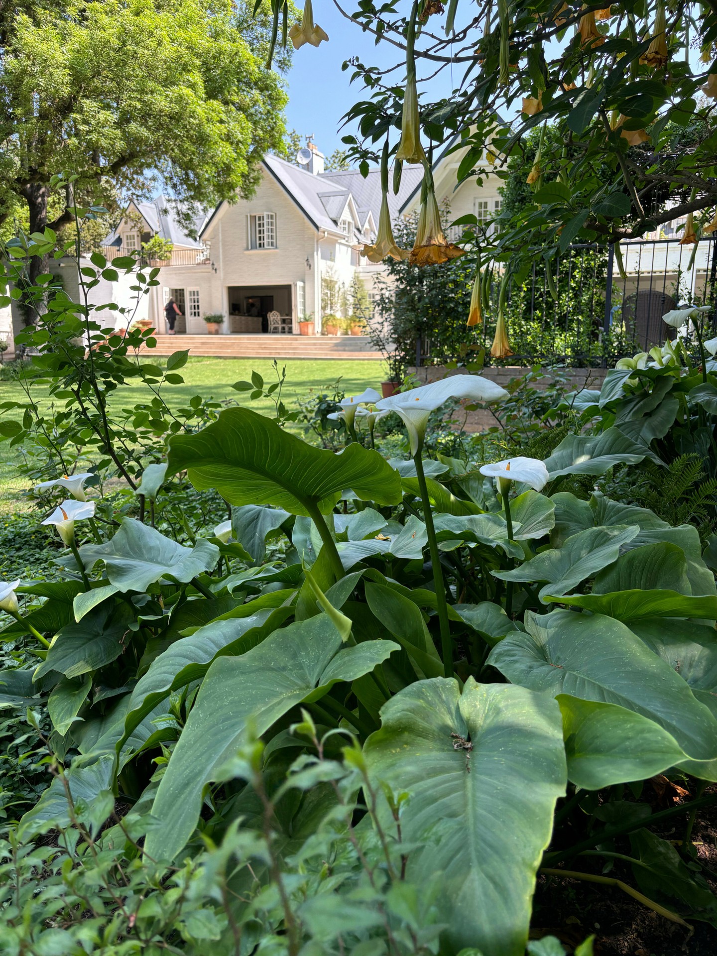 A little closer to nature. A little further from the noise. 🌿 At Oxford Healthcare Retreat, nature is part of what makes this place special. A walk through the gardens, a moment beneath the trees, or simply sitting among the flowers can offer a welcome pause from the pace of everyday life. Sometimes, reconnecting with yourself begins by reconnecting with the natural world. 📍 Melrose North, Johannesburg #oxfordhealthcareretreat #springattheretreat #natureandwellbeing #stressrecovery #burnoutrecovery